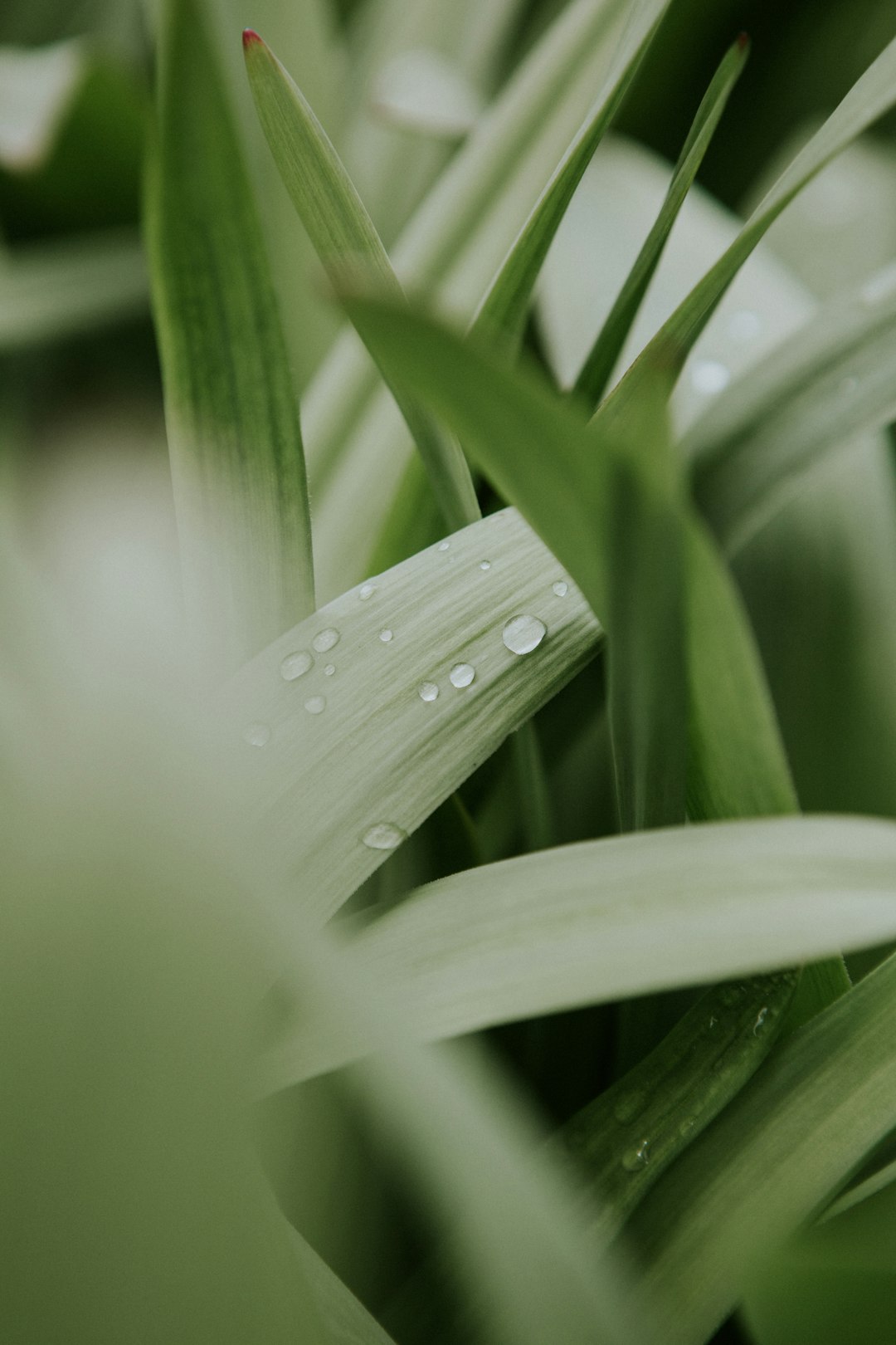 谷雨