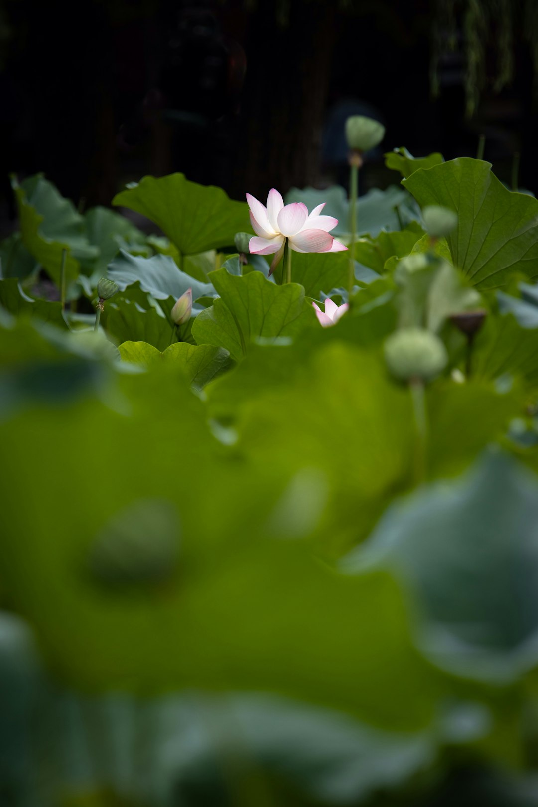 立夏