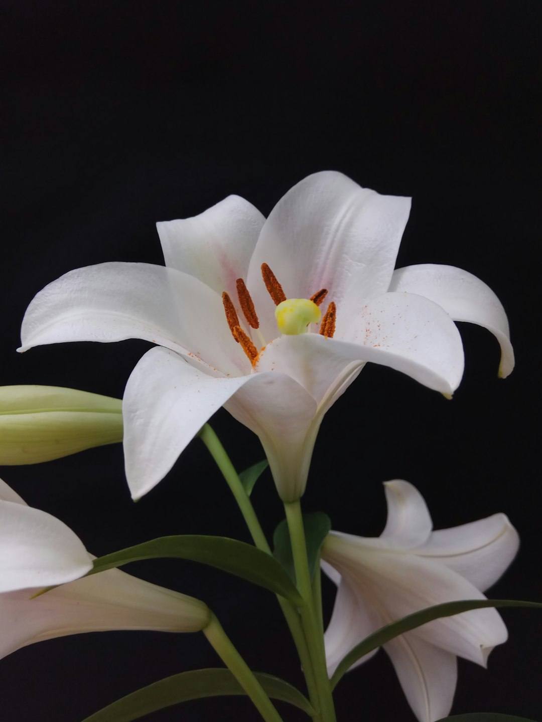 百合