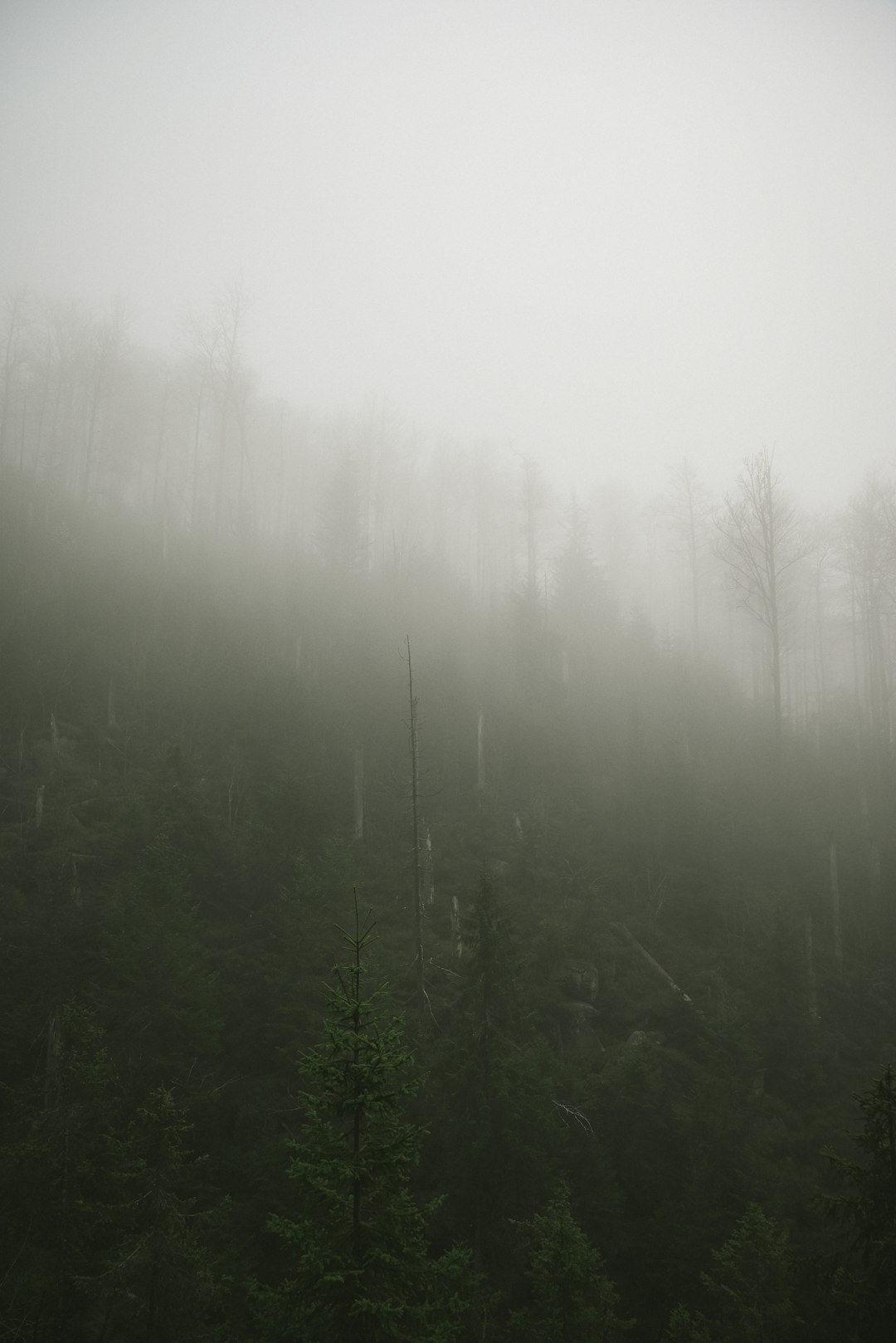 痰湿质